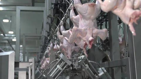 Chicken hang on jack conveyor Stock Footage 245958327