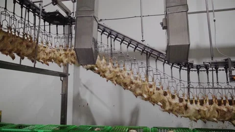 Chicken hang on rail Stock Footage 144999711