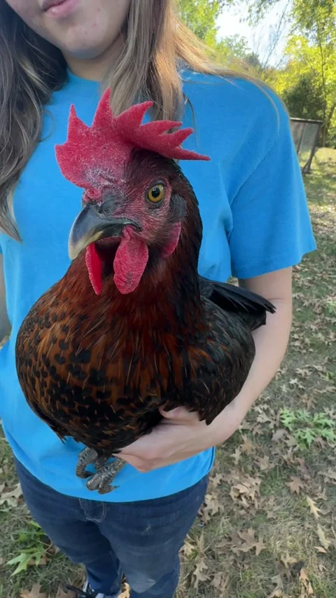 Chicken Has Hearts Pattern On Chest Feathers, Missouri, USA - 04 Oct 2025 Stock Footage 323330803