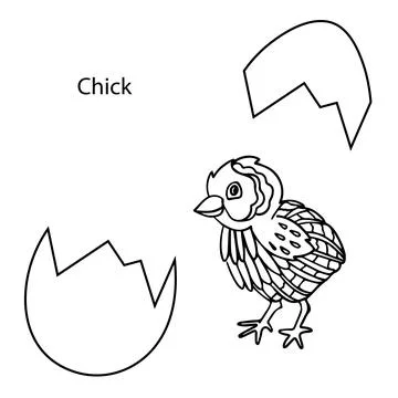 A chicken hatched from an egg, hand-drawn. Linear black and white vector Stock Illustration