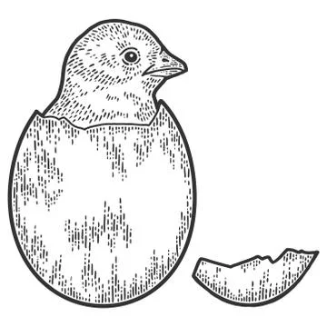 Chicken hatched from egg. Sketch scratch board imitation. Stock Illustration