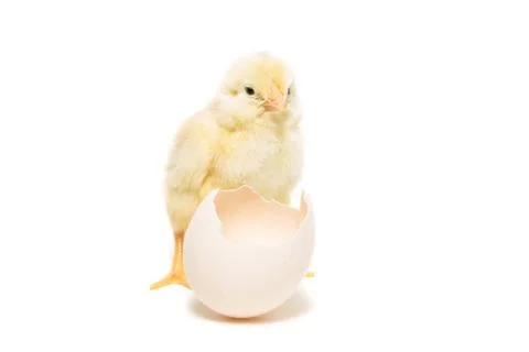 Chicken hatched from the shell Stock Photos