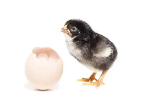 Chicken hatched from the shell Stock Photos