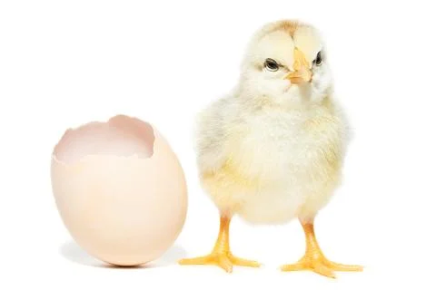 Chicken hatched from the shell Fotos Stock