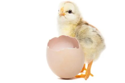 Chicken hatched from the shell Foto stock
