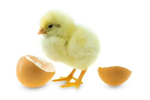 Chicken hatching from an egg and eggshell at white background Stock Photos