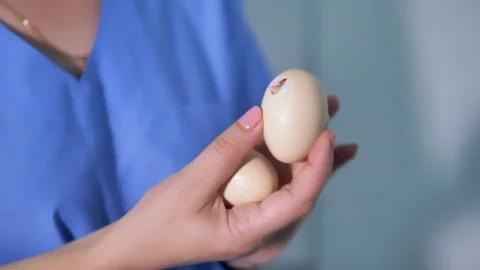 Chicken hatching from egg at a farm. Farmer holds an egg. 4K. Stock Footage 79757723