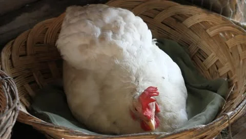 Chicken hatching eggs, Gallus gallus domesticus Stock-Footage 11309163