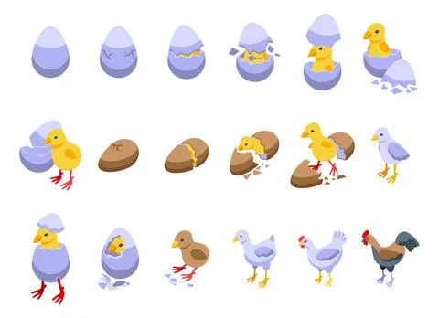 Chicken hatching icons set isometric vector. Chicken egg イラスト素材
