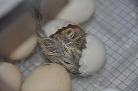 Chicken hatching Stock Photos