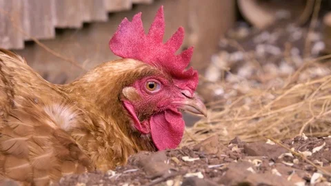 Chicken having a dust bath Stockbeeldmateriaal 88893804