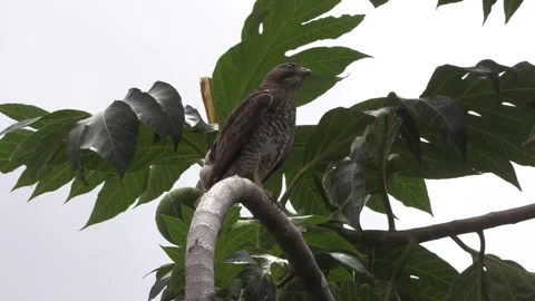 Chicken hawk on a breadfruit tree Video stock 289395300
