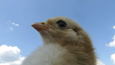 Chicken head close-up on a background of blue sky and clouds eye and beak Stock Footage 241470963