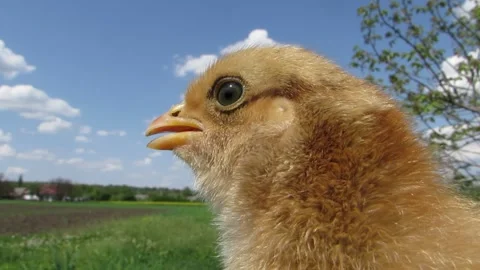 Chicken head close-up on background Stock Footage 241470959