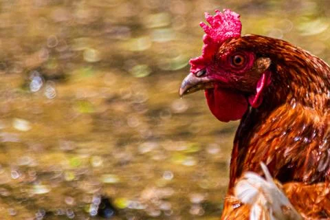 Chicken head close up Stock Photos