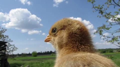 Chicken head close up yellow chicken Stock Footage 241470962