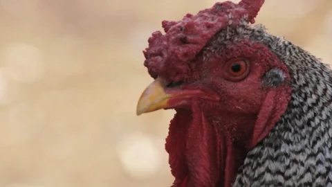Chicken head closeup Stock Footage 71123388
