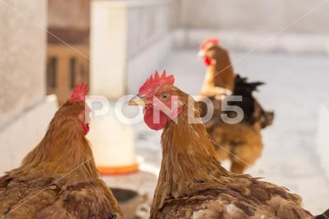 Chicken Head Closeup Stock Photos