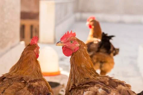 Chicken Head Closeup Stock Photos