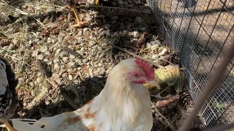 Chicken Head Looking at Camera Stock Footage 142235987