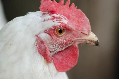 Chicken Head Macro Stock Photos