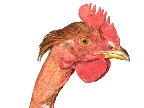 Chicken head Stock Photos