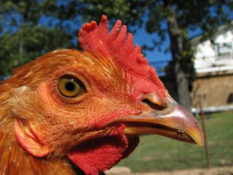 Chicken head Stock Photos