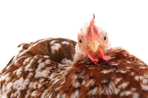 Chicken head Stock Photos