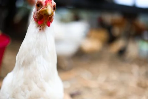 Chicken Head 写真素材