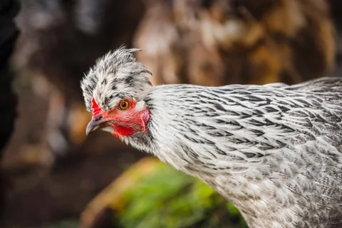 Chicken head with tuft. Silver-gray tint by Legbar breed Stock Photos
