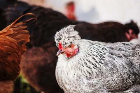 Chicken head with tuft. Silver-gray tint by Legbar breed Stock Photos