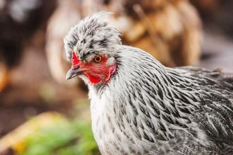 Chicken head with tuft. Silver-gray tint by Legbar breed Stock Photos