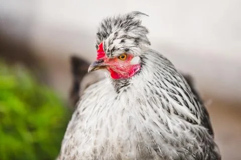 Chicken head with tuft. Silver-gray tint feathered bird. Stock Photos