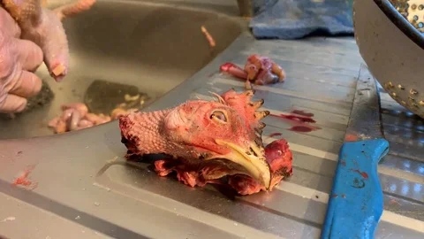 Chicken head without body 스톡 동영상 100759450