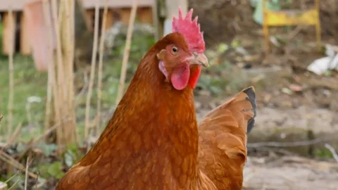 Chicken head zoom in close up Stock Footage 149375806