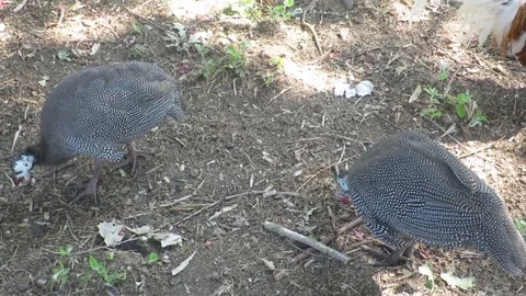 Chicken hen Stock Footage 77572141