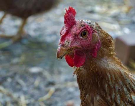 Chicken hen glancing at camera lens Stock Photos