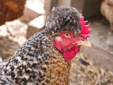 Chicken hen glancing sideways at camera lens 写真素材