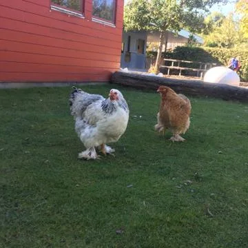 Chicken Hen Grass Stock Photos