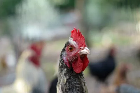 Chicken hen head close up...Close-up close-up detail of spotted hen chicken h Stock-Fotos