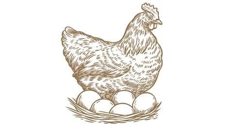Chicken, hen with nest, eggs Stock-Illustration