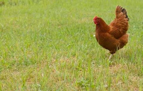 Chicken hen Stock Photos