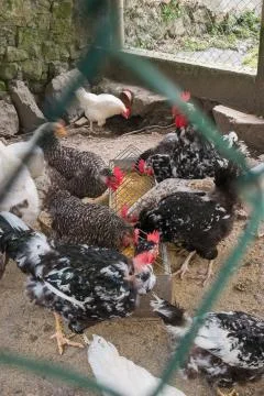 Chicken hen Stock Photos
