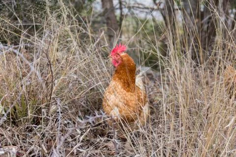 Chicken hen 写真素材