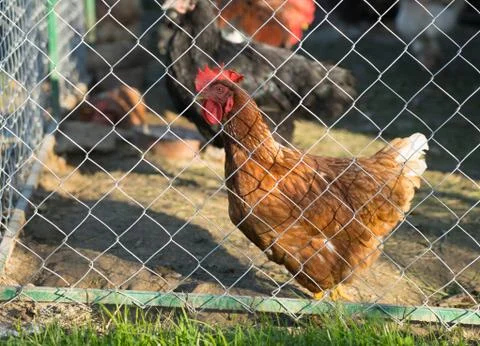 Chicken-Hen Stock Photos