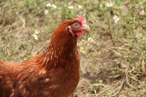 Chicken Hen. Stock Photos