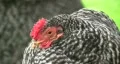 Chicken Hen resting closeup HD HD Footage