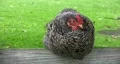 Chicken Hen sitting on bench top Ft Sam Houston HD HD Footage