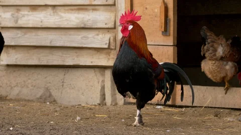 Chicken at henhouse 스톡 동영상 85902590