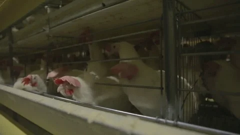 Chicken hens eggs in farm Stock Footage 73405595
